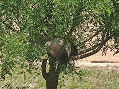 -石家庄市动物园