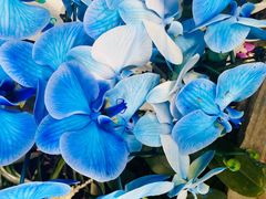 -北京植物园-展览温室