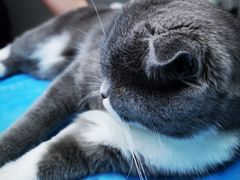 -关爱宠物医院·猫科中心·消化科(滨湖万达分院)