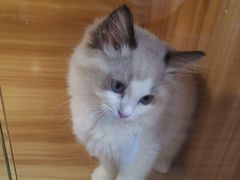 -猫十亿·布偶金渐层·曼基康矮脚猫舍(青年路店)