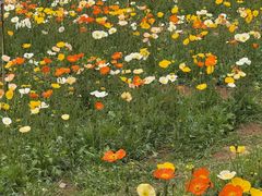 -名花谷生态庄园