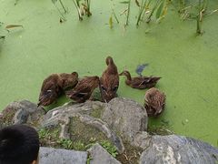 -莲湖公园