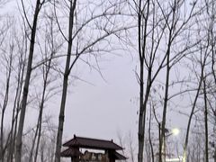 -合肥滨湖国家森林公园