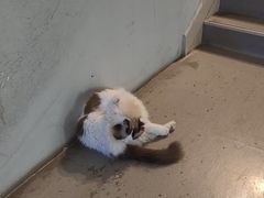 -白兔子密室(长寿路店)