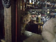 -壹六猫窝(谷德店)