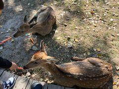 -北京鹿世界主题园