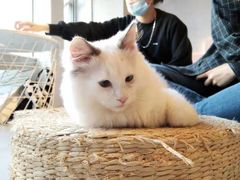 -猫儿山۰猫主题餐厅