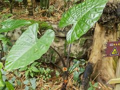 -西双版纳基诺山寨