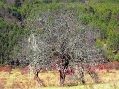 -硗碛藏寨·神木垒景区