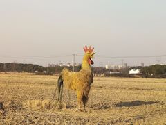 -嘉北郊野公园