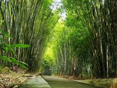-广东茂名森林公园