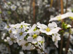 -八大山人梅湖景区