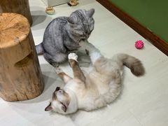 -猫亿天猫咖