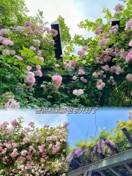 -太湖雪蚕桑文化园