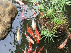 -花果山庄•现烤荔枝柴烧鹅