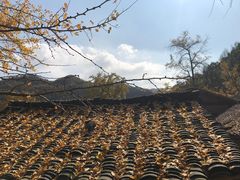 -千年银杏谷文化旅游区