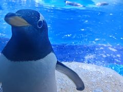 -上海海昌海洋公园