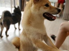 -柴犬高等学院·狗咖·柴犬售卖·宠物训练