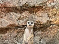 -绿色星球动物主题公园