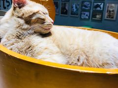 -藏猫猫咖啡主题馆(中央大道店)