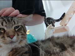 -COLOR PETS 撸猫馆·购猫·猫咖(长风大悦城店)