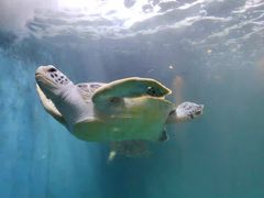 -青岛海底世界-水族馆