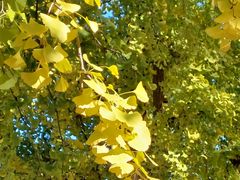 -三里屯东五街银杏大道