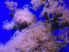 -南昌海洋公园