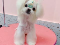 -宠屋宠物美容店