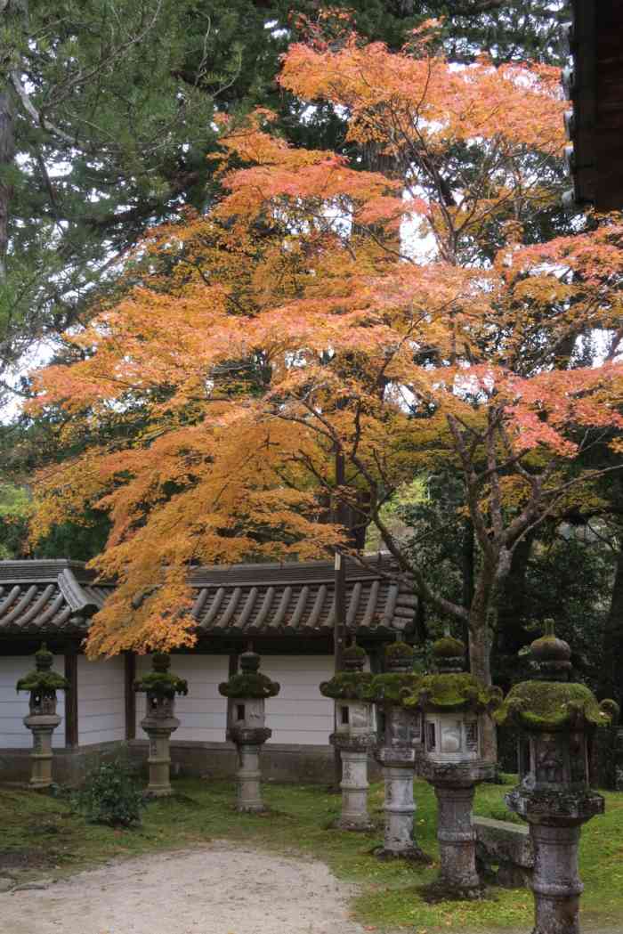 西明寺-"从高山寺下来就走到了西明寺,朋友进去逛了."-大众点评移动版