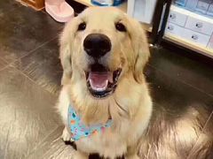 -Goku PET SHOP宠物视觉生活馆(双井店)