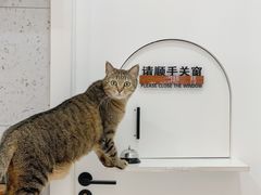 -喵园·猫主题咖啡厅·撸猫·猫咖(国贸店)