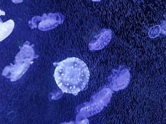 -太平洋海底世界