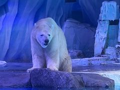 -上海海昌海洋公园