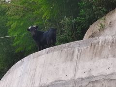 -长沙黑麋峰国家森林公园