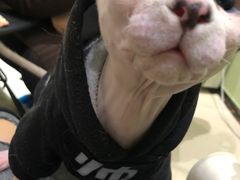 -藏猫猫咖啡主题馆(中央大道店)