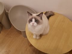-有喵·猫咖·狗咖·30几只猫10只小狗(岗厦店)