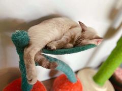 -Cappucimeow猫咪咖啡馆(韦伯时代店)
