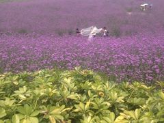 -紫颐香薰山谷景区