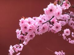-国家植物园