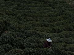 -午潮山国家森林公园