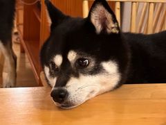-柴の食堂·日式家庭料理·熊之肆(大学路店)