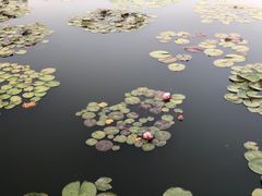 -莲花池公园