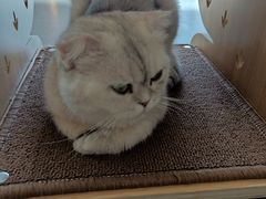 -飞行喵MR PILOT|猫舍·猫咖(静安大融城店)