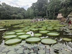 -中国科学院西双版纳热带植物园