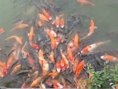 -惠州西湖丰渚园