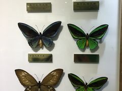 -上海昆虫博物馆