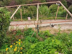 -长沙黑麋峰国家森林公园