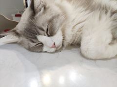 -猫房·猫吧·猫咖(龙湖时代汇店)