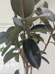 -HEYAN荷妍专业脱毛连锁机构
